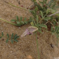 Tephrosia maxima (L.) Pers.